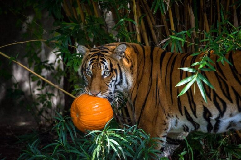 Zoológico de Houston celebra su edición 2023 de Zoo Boo