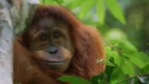 Disneynature estrena su cinta Orangután en Disney+