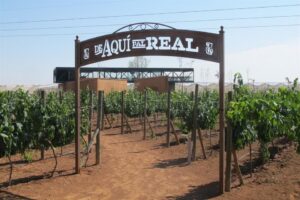 Campo Real Vinícola: el sabor de Zacatecas se descubre entre viñedos y tradición