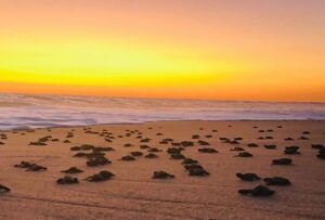 Sinaloa invita a descubrir la temporada de tortugas marinas y su labor de conservación